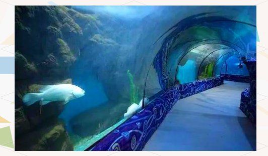 邯鄲水族店，邯鄲市水族業(yè)態(tài)呈現(xiàn)“兩極分化”傳統(tǒng)市場以花卉為主