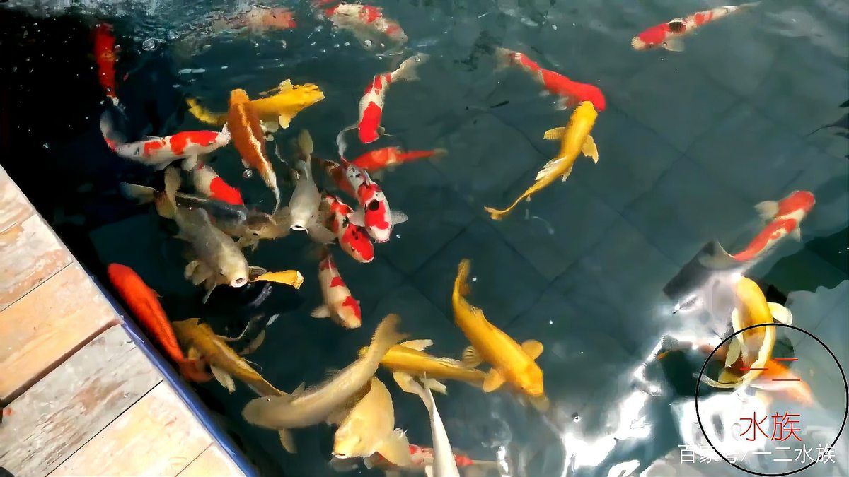 邯鄲水族店，邯鄲市水族業(yè)態(tài)呈現(xiàn)“兩極分化”傳統(tǒng)市場以花卉為主