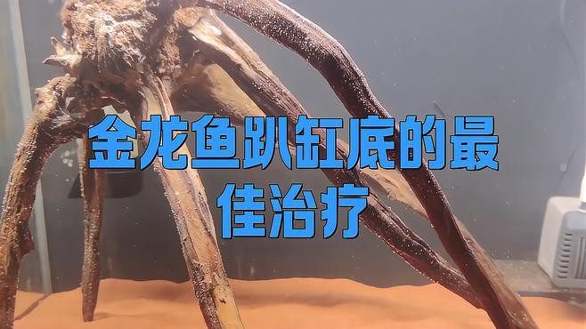 如何判斷龍魚沉底的原因？，如何判斷龍魚沉底的原因