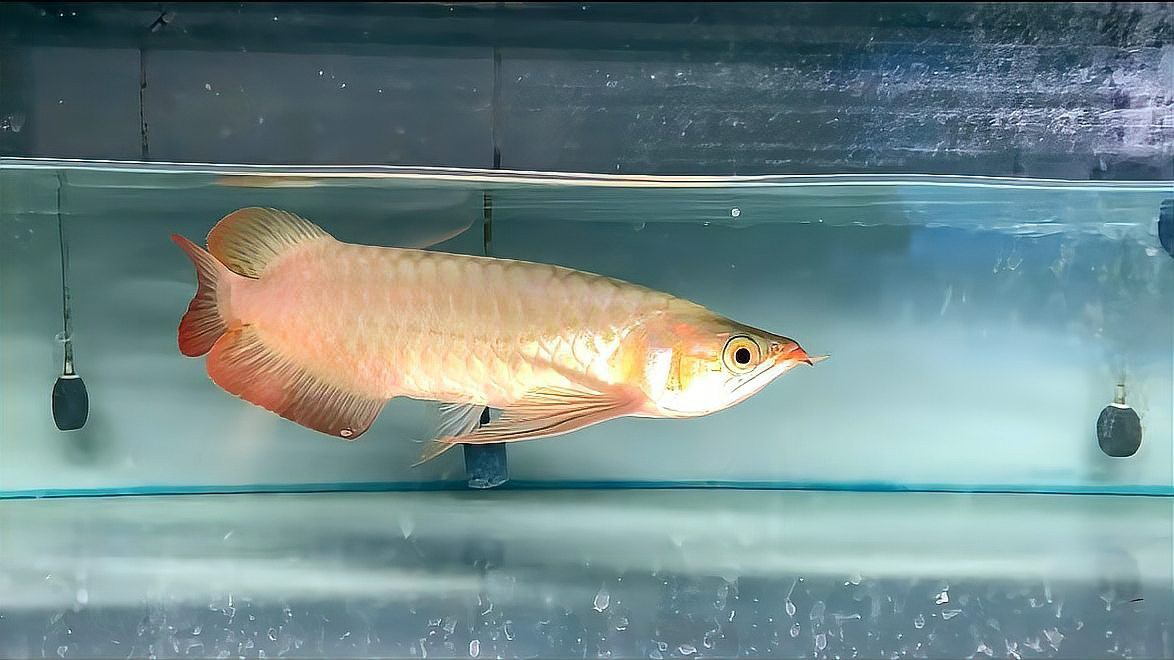 帝龍紅龍魚適合新手嗎？，《帝龍紅龍魚適合新手嗎》帝龍紅龍魚的正確飼養方法