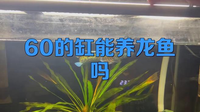 60寬魚缸適合養什么龍魚？，60寬魚缸適合養什么龍魚，10大忌諱全民小視頻展開
