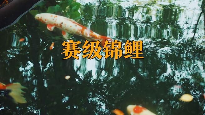 精品魚(yú)賽級(jí)魚(yú)哪個(gè)好，精品魚(yú)與賽級(jí)魚(yú)的區(qū)別 精品魚(yú)賽級(jí)魚(yú)哪個(gè)好，精品魚(yú)與賽級(jí)魚(yú)的區(qū)別 龍魚(yú)百科 第3張