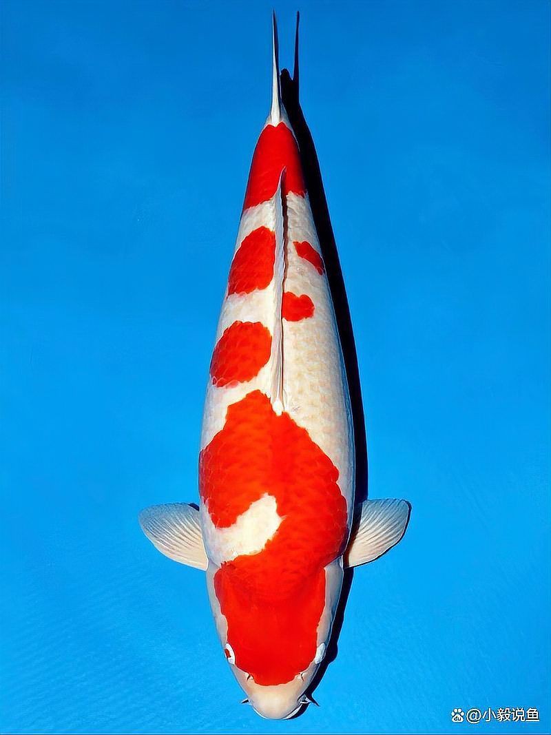 精品魚(yú)賽級(jí)魚(yú)哪個(gè)好，精品魚(yú)與賽級(jí)魚(yú)的區(qū)別 精品魚(yú)賽級(jí)魚(yú)哪個(gè)好，精品魚(yú)與賽級(jí)魚(yú)的區(qū)別 龍魚(yú)百科 第2張