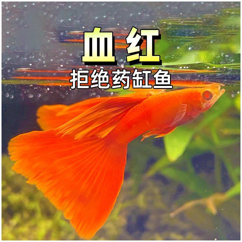 精品魚(yú)賽級(jí)魚(yú)哪個(gè)好，精品魚(yú)與賽級(jí)魚(yú)的區(qū)別 精品魚(yú)賽級(jí)魚(yú)哪個(gè)好，精品魚(yú)與賽級(jí)魚(yú)的區(qū)別 龍魚(yú)百科 第8張