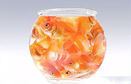 茂名魚(yú)缸維護(hù)，茂名地區(qū)的魚(yú)缸科學(xué)維護(hù)全攻略