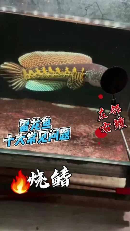 如何區分龍魚的燒鰭和爛鰭？，雷龍魚十大常見問題之燒鰭