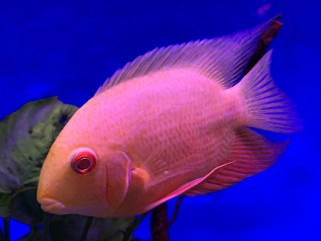 如何區分龍魚的燒鰭和爛鰭？，雷龍魚十大常見問題之燒鰭