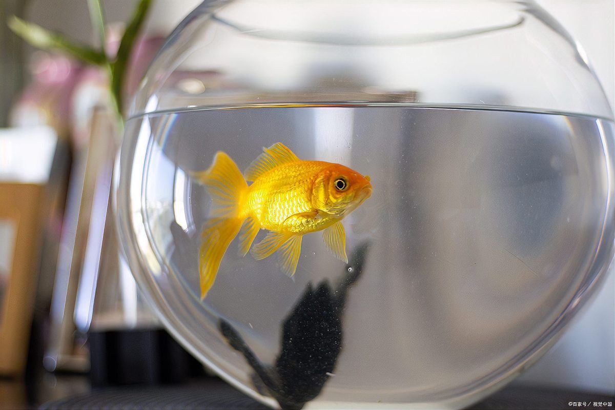 毫州魚缸維護，毫州魚缸生態系統全方位維護指南