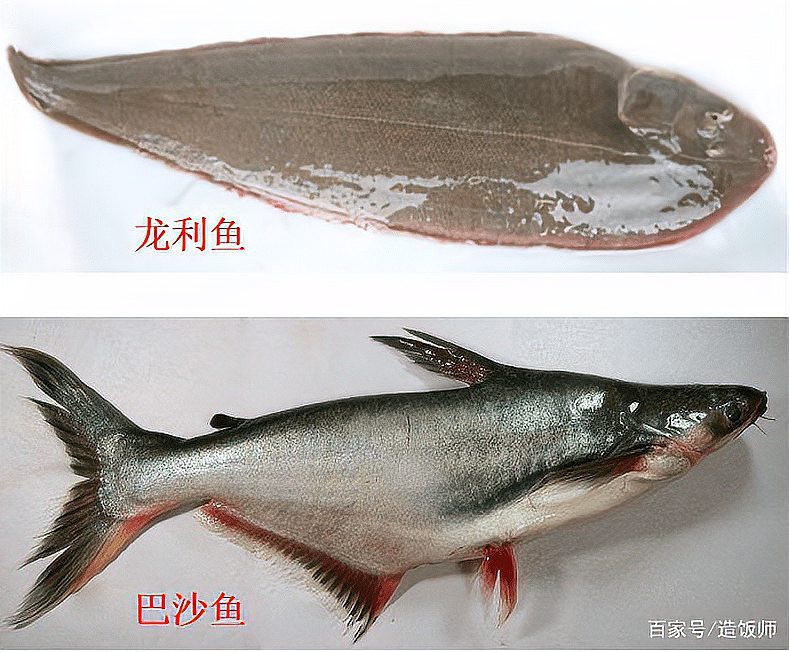 如何判斷龍利魚是否新鮮？，判斷龍利魚是否新鮮至關(guān)重要，教你一招快速辨別龍利魚 如何判斷龍利魚是否新鮮？，判斷龍利魚是否新鮮至關(guān)重要，教你一招快速辨別龍利魚 龍魚論壇 第1張