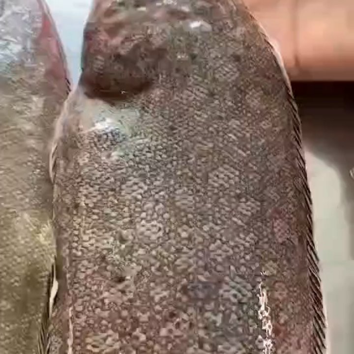 如何判斷龍利魚是否新鮮？，判斷龍利魚是否新鮮至關(guān)重要，教你一招快速辨別龍利魚 如何判斷龍利魚是否新鮮？，判斷龍利魚是否新鮮至關(guān)重要，教你一招快速辨別龍利魚 龍魚論壇 第9張