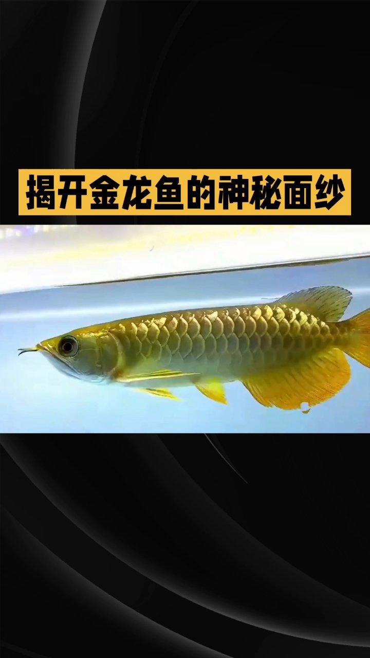 有哪些品種的金龍魚適合新手飼養？，適合新手飼養的金龍魚品種