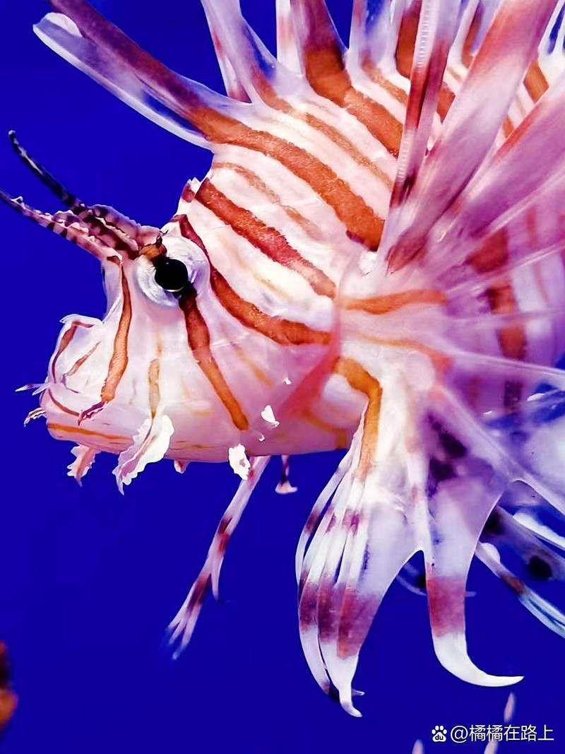 黃山水族館，探秘黃山水族館：一場與海洋精靈的奇妙邂逅
