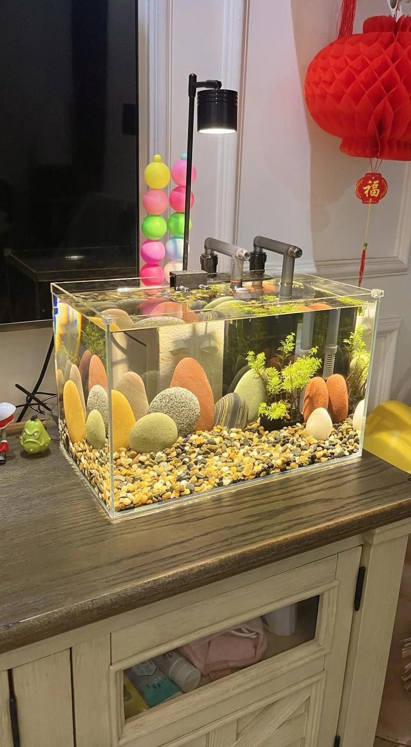 養(yǎng)黑龍睛需要多大的魚缸？，《養(yǎng)黑龍睛所需魚缸大小探討》養(yǎng)黑龍睛需要多大的魚缸 養(yǎng)黑龍睛需要多大的魚缸？，《養(yǎng)黑龍睛所需魚缸大小探討》養(yǎng)黑龍睛需要多大的魚缸 龍魚百科 第1張