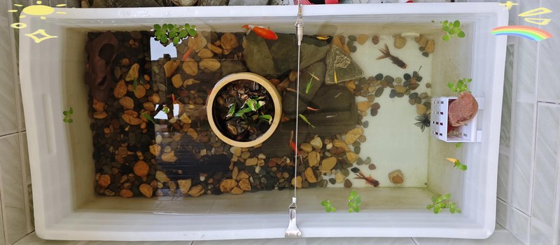 養(yǎng)黑龍睛需要多大的魚缸？，《養(yǎng)黑龍睛所需魚缸大小探討》養(yǎng)黑龍睛需要多大的魚缸 養(yǎng)黑龍睛需要多大的魚缸？，《養(yǎng)黑龍睛所需魚缸大小探討》養(yǎng)黑龍睛需要多大的魚缸 龍魚百科 第5張