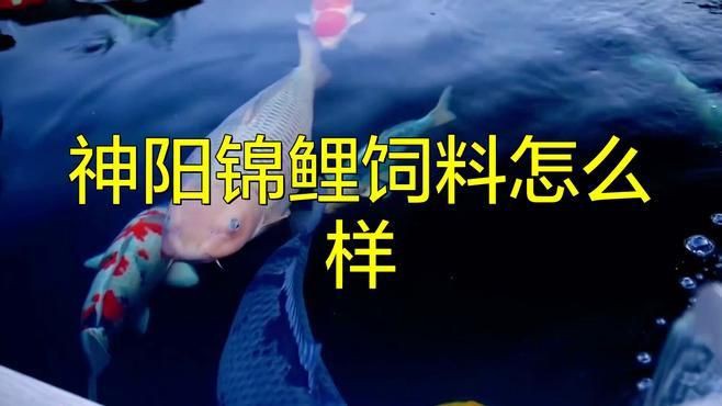 國產十大錦鯉飼料排行榜，國產錦鯉飼料品牌排名