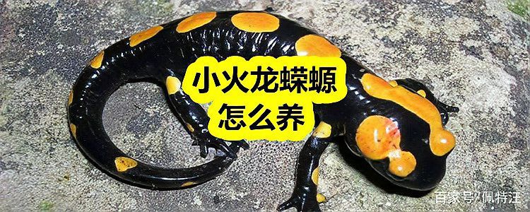 如何避免小火龍蠑螈吃撐？，小火龍蠑螈怎么養寵物大安子爬寵系列