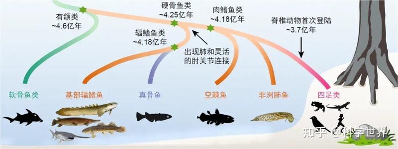 什么東西進化成了魚，脊椎動物演化歷程中的脊椎動物從無脊椎動物演化而來