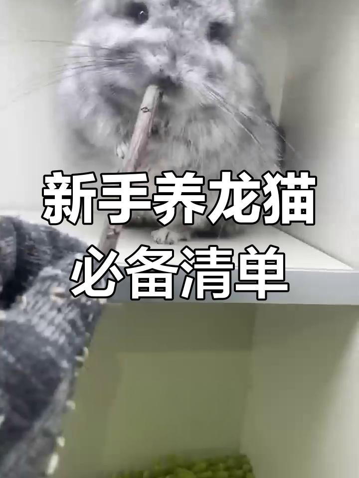 養(yǎng)龍貓需要哪些專業(yè)設(shè)備？，養(yǎng)龍貓所需專業(yè)設(shè)備清單