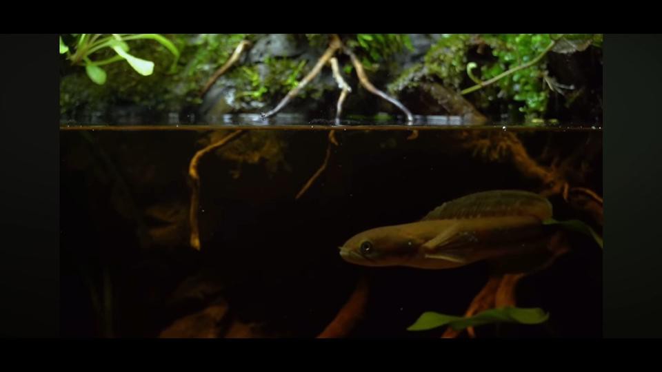 如何模擬原生龍魚的自然環境？，冰箱里的龍魚，原生態缸造景全攻略