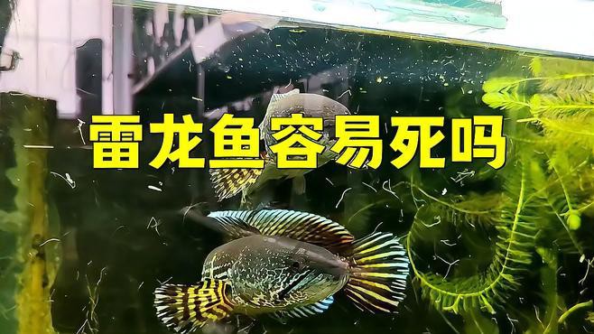 如何預防雷龍魚死亡？，怎么養好一條雷龍嗶哩嗶哩