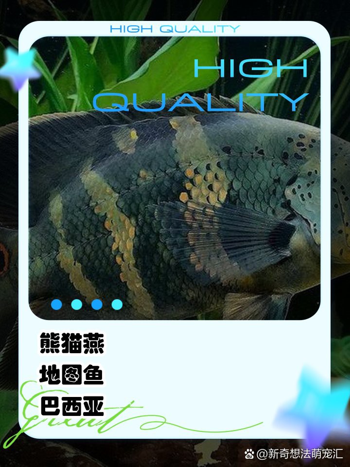 中層觀賞魚有哪幾種魚，\