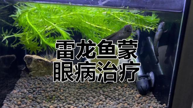 如何預防雷龍魚蒙眼，《如何預防雷龍魚蒙眼》 如何預防雷龍魚蒙眼，《如何預防雷龍魚蒙眼》 龍魚論壇 第1張