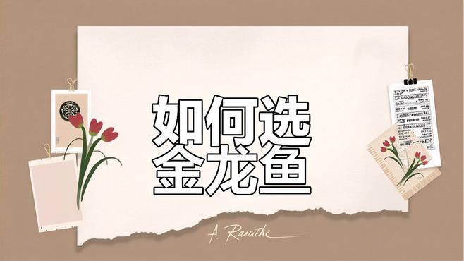 如何挑選50厘米金龍魚？，《如何挑選50厘米金龍魚》如何挑選50厘米的金龍魚