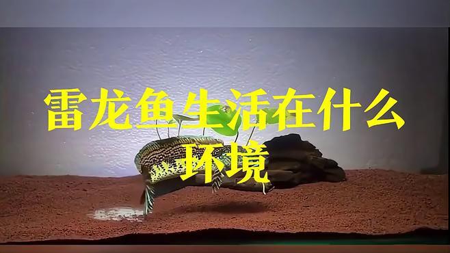 如何模擬龍魚的自然棲息環境？，如何模擬龍魚的自然棲息環境