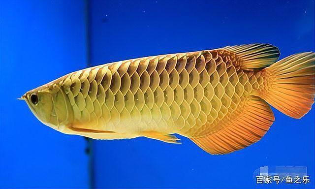 如何辨別真假24k金頭過背金龍魚？，《如何辨別真假24k金頭過背金龍魚》