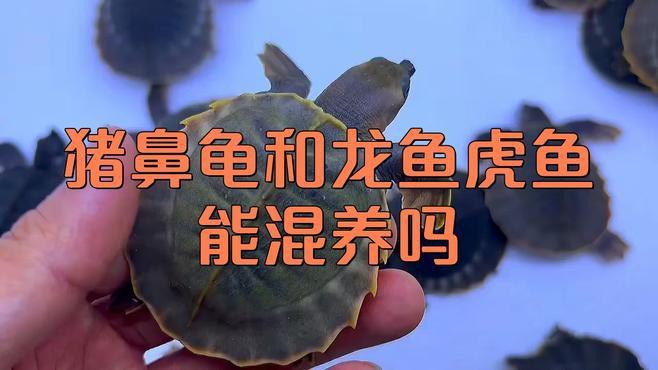 哪些龜類不適合與龍魚混養？，哪些龜適合與龍魚混養？ 哪些龜類不適合與龍魚混養？，哪些龜適合與龍魚混養？ 龍魚百科 第4張