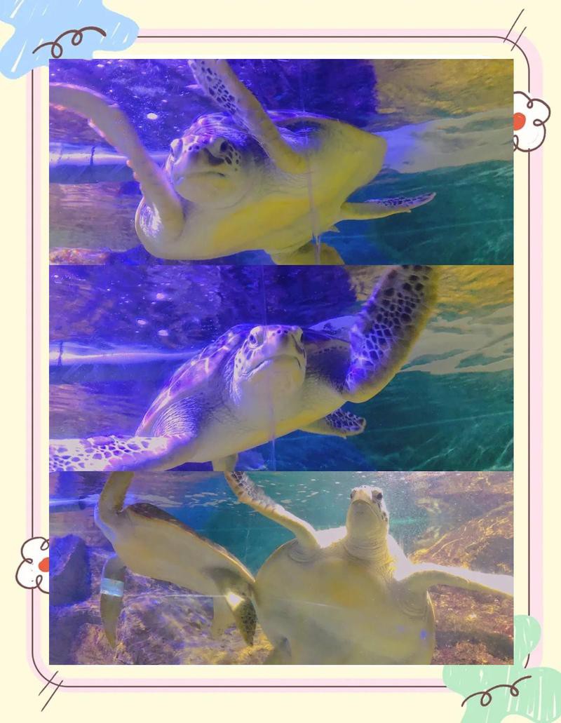 泉山水族店，徐州泉山水族店