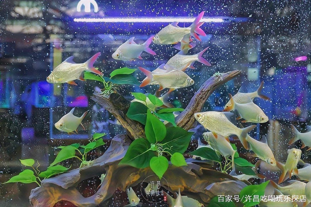 許昌水族店，揭秘許昌水族行業盈利新模式加盟星水族店運營神器