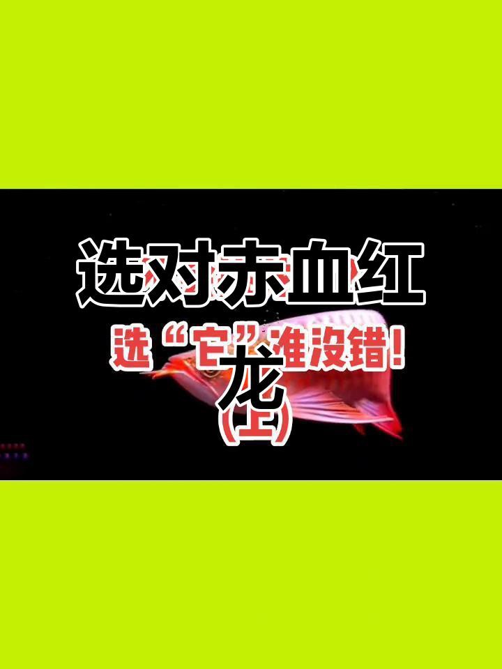 如何判斷龍魚品質(zhì)的好壞？，如何判斷一條龍魚品質(zhì)的好壞