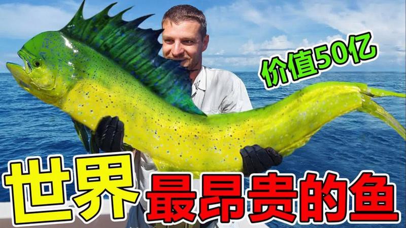 什么魚最貴排名第一，世界上最貴的魚類是什么魚？