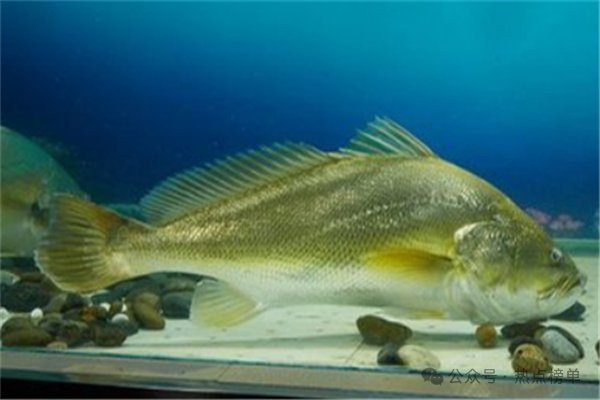 什么魚最貴排名第一，世界上最貴的魚類是什么魚？