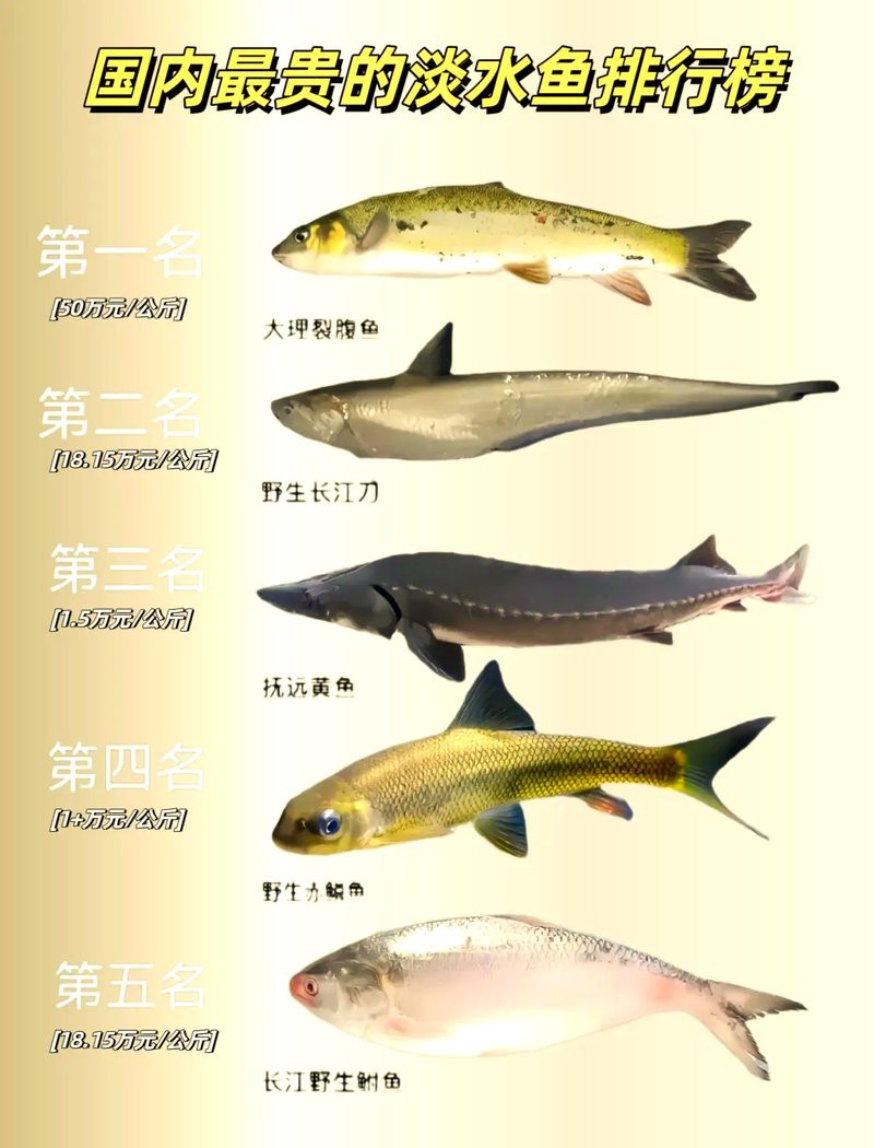 什么魚最貴排名第一，世界上最貴的魚類是什么魚？