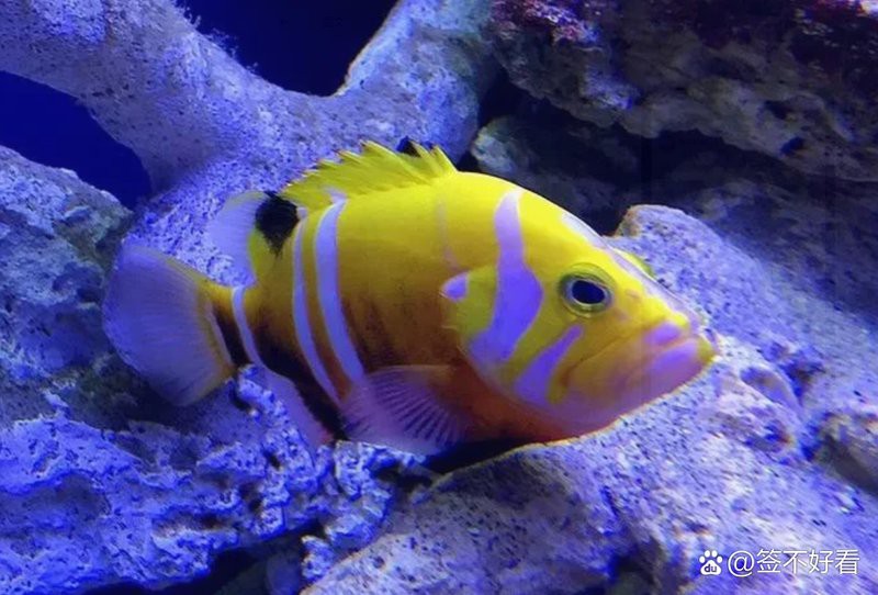 什么魚最貴排名第一，世界上最貴的魚類是什么魚？