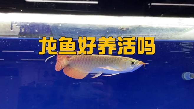如何改善龍魚生長環境？，《如何改善龍魚生長環境》