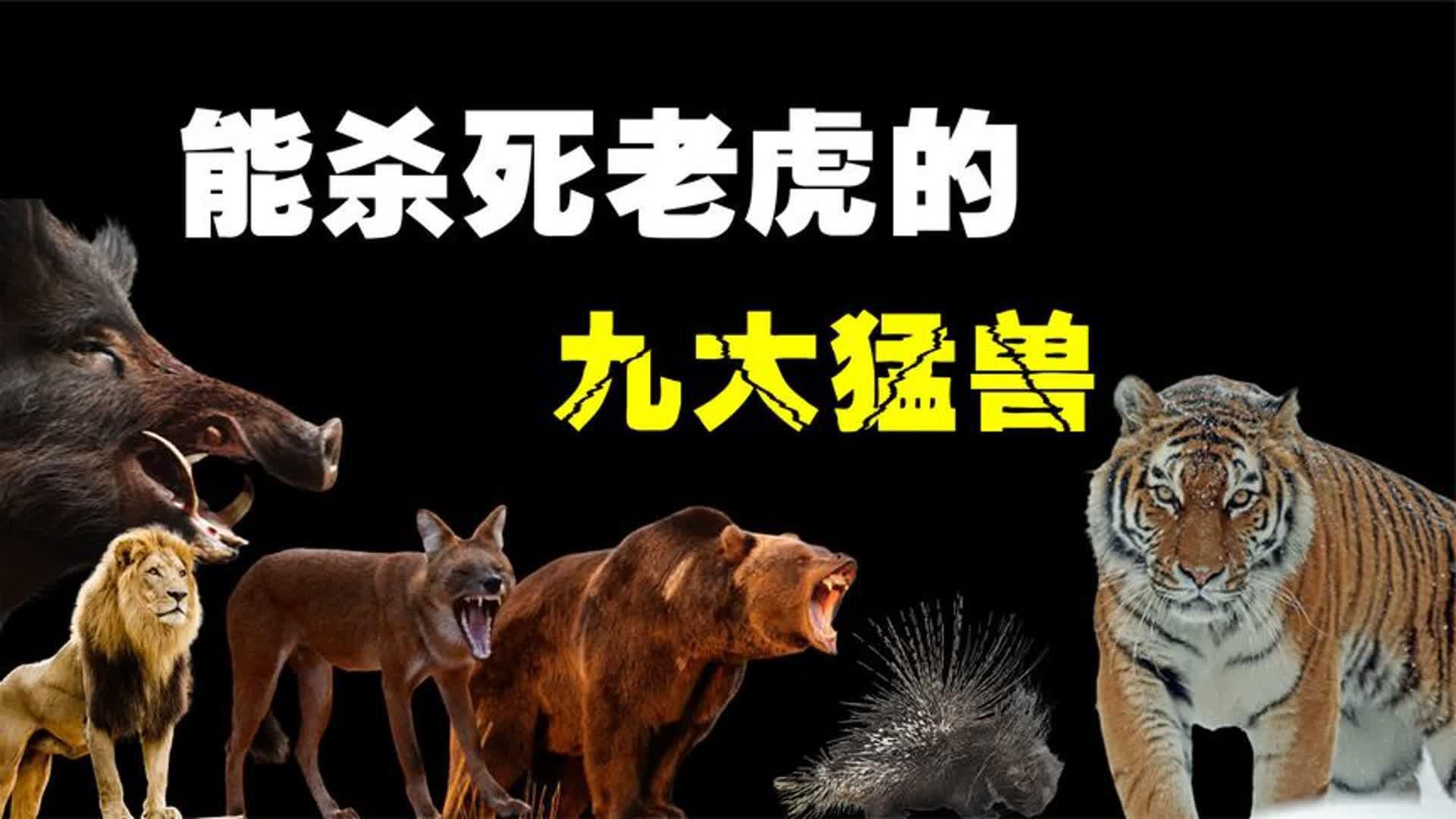秒殺老虎的三種動物，《秒殺老虎的三種動物》冷知識“單挑”就能殺死老虎的幾大猛獸