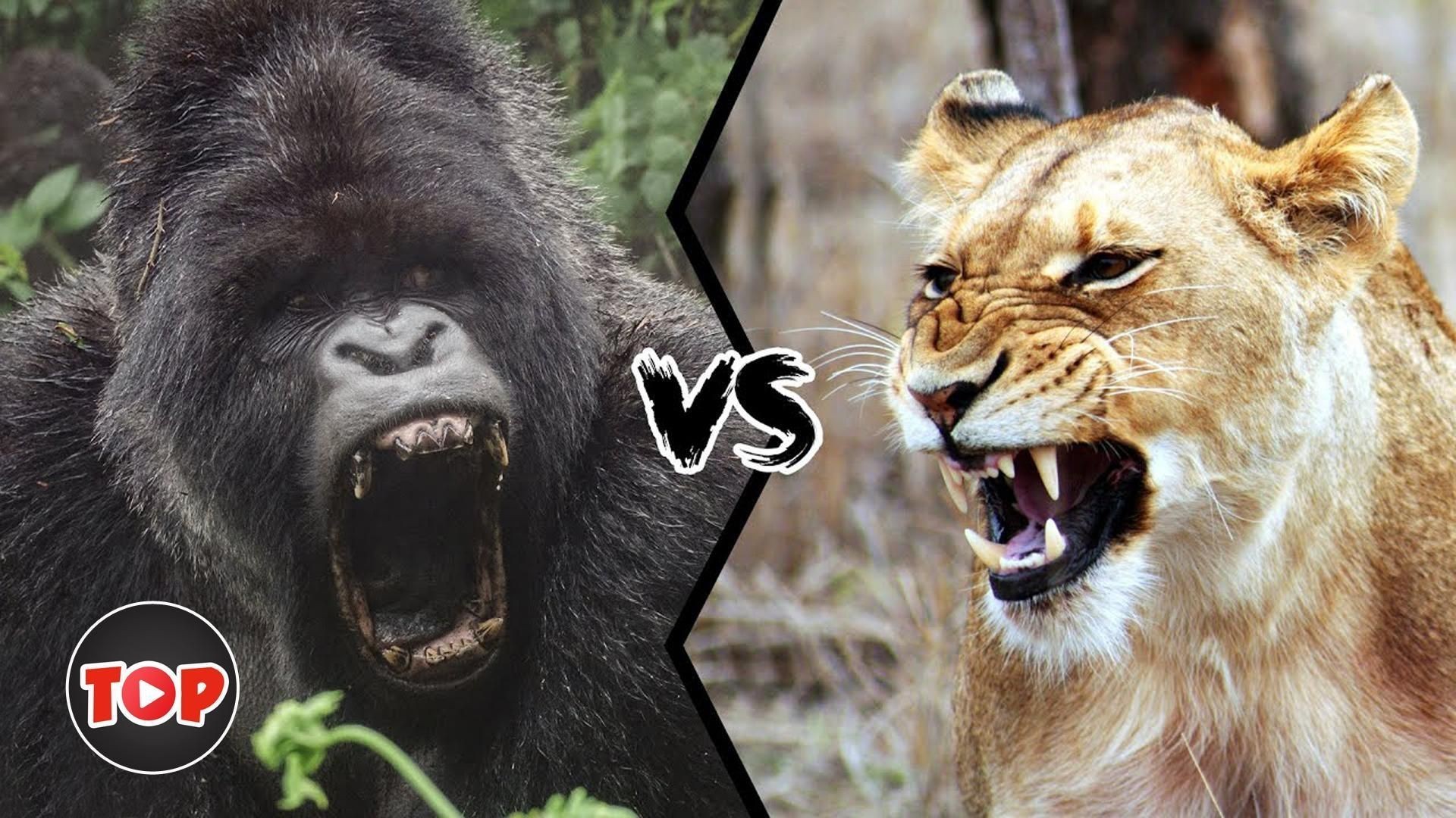 秒殺老虎的三種動物，《秒殺老虎的三種動物》冷知識“單挑”就能殺死老虎的幾大猛獸