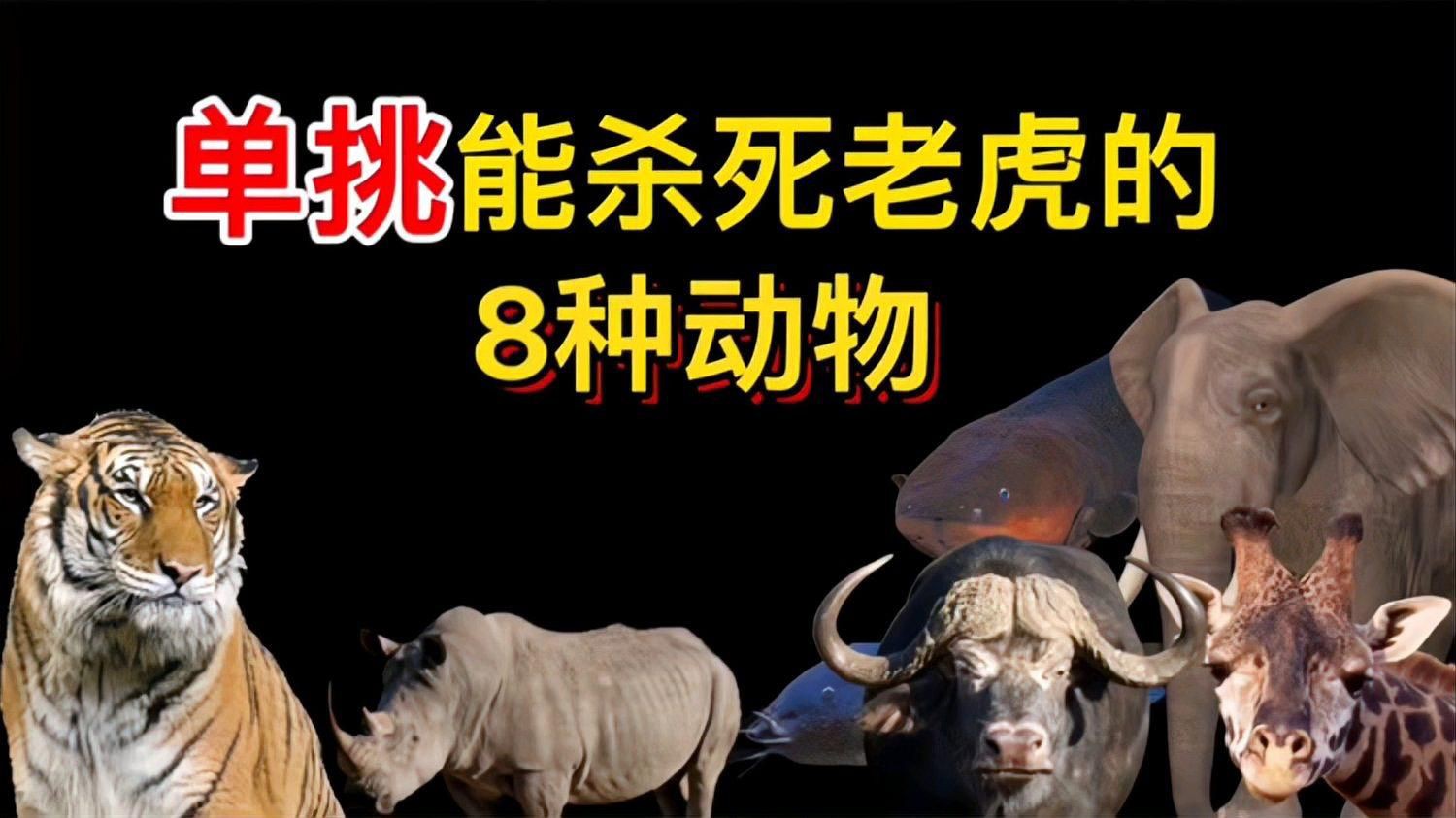秒殺老虎的三種動物，《秒殺老虎的三種動物》冷知識“單挑”就能殺死老虎的幾大猛獸