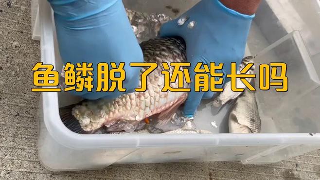 如何判斷龍魚鱗片是否完全再生？，如何判斷龍魚鱗片是否完全再生龍魚鱗片再生情況備受關(guān)注