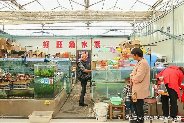 許昌水族批發(fā)市場，河南省許昌水族批發(fā)市場概況及特色分析及特色分析 許昌水族批發(fā)市場，河南省許昌水族批發(fā)市場概況及特色分析及特色分析 全國水族館企業(yè)名錄 第7張