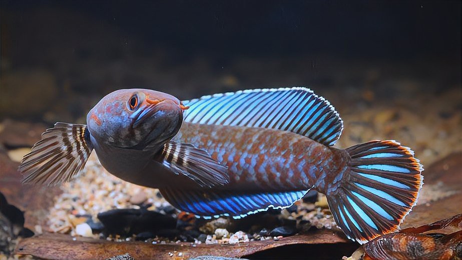 月鱧魚和雷龍魚可以混養嗎？，月鱧魚和雷龍魚能否混養 月鱧魚和雷龍魚可以混養嗎？，月鱧魚和雷龍魚能否混養 龍魚論壇 第2張