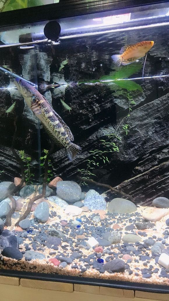 月鱧魚和雷龍魚可以混養嗎？，月鱧魚和雷龍魚能否混養 月鱧魚和雷龍魚可以混養嗎？，月鱧魚和雷龍魚能否混養 龍魚論壇 第9張