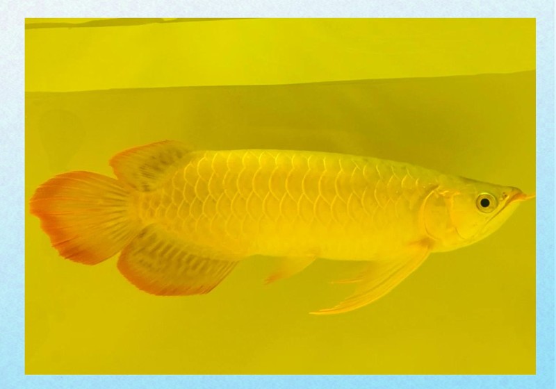 如何判斷龍魚魚鰭是否感染？，判斷龍魚魚鰭是否感染是保障其健康的關鍵