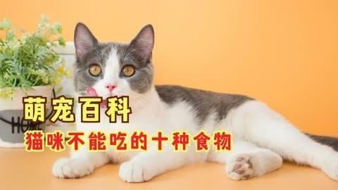 貓最不能吃的10種食物，《貓最不能吃的10種食物》貓咪不能吃的10種食物