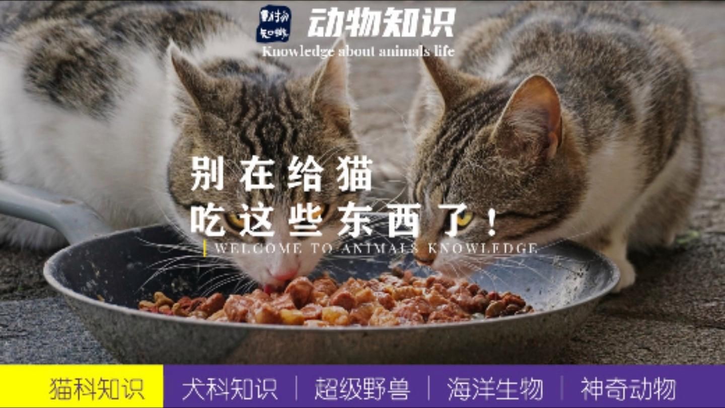 貓最不能吃的10種食物，《貓最不能吃的10種食物》貓咪不能吃的10種食物