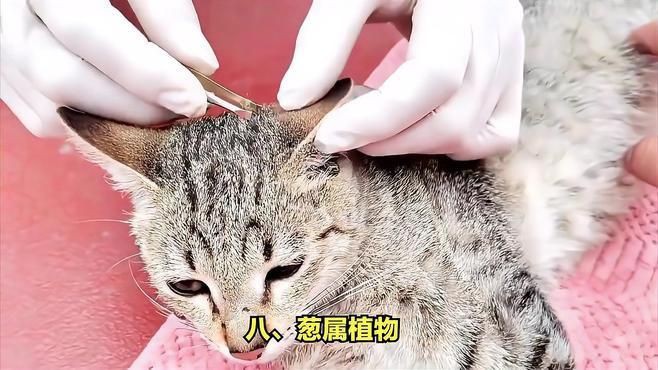 貓最不能吃的10種食物，《貓最不能吃的10種食物》貓咪不能吃的10種食物