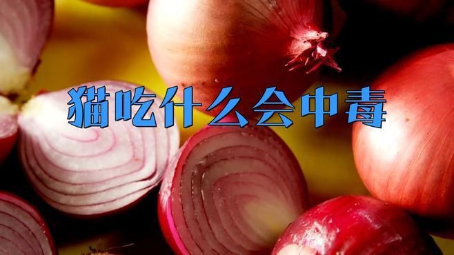 貓最不能吃的10種食物，《貓最不能吃的10種食物》貓咪不能吃的10種食物